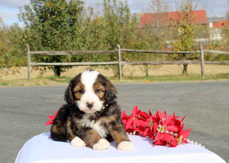 puppy, for, sale, Mini Bernedoodle F2, Matthew B. Stoltzfus, dog, breeder, Gap, PA, dog-breeder, puppy-for-sale, forsale, nearby, find, puppyfind, locator, puppylocator, aca